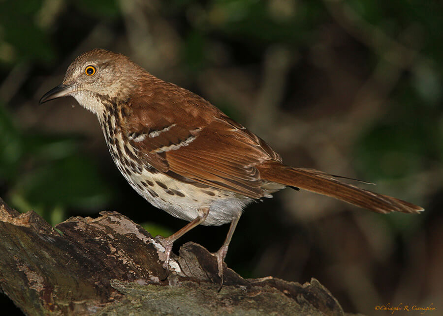 Brown Thrasher at Lafitte's Cove, Galveston Island, Texas.