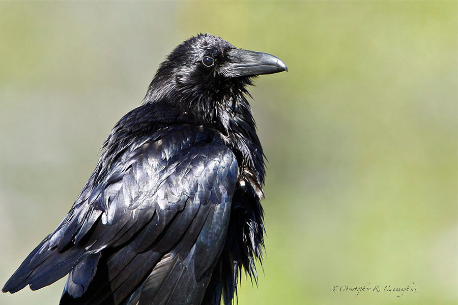 Common Raven at Moose, Wyoming