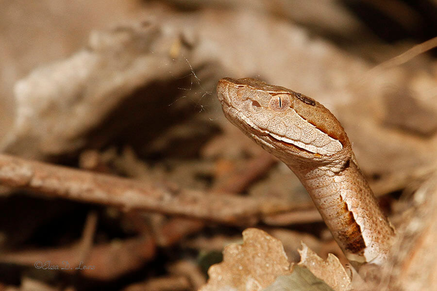 Copperhead snake at Stephen F. Austin State Park