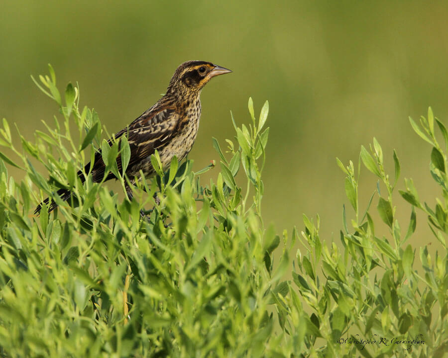 Female Red-winged Blackbird at East Beach, Galveston.