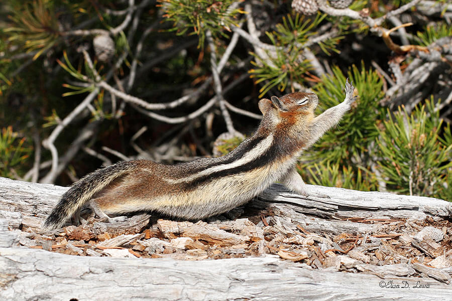Golden-mantled Ground Squirrel at Yellowstone National Park, Wyoming