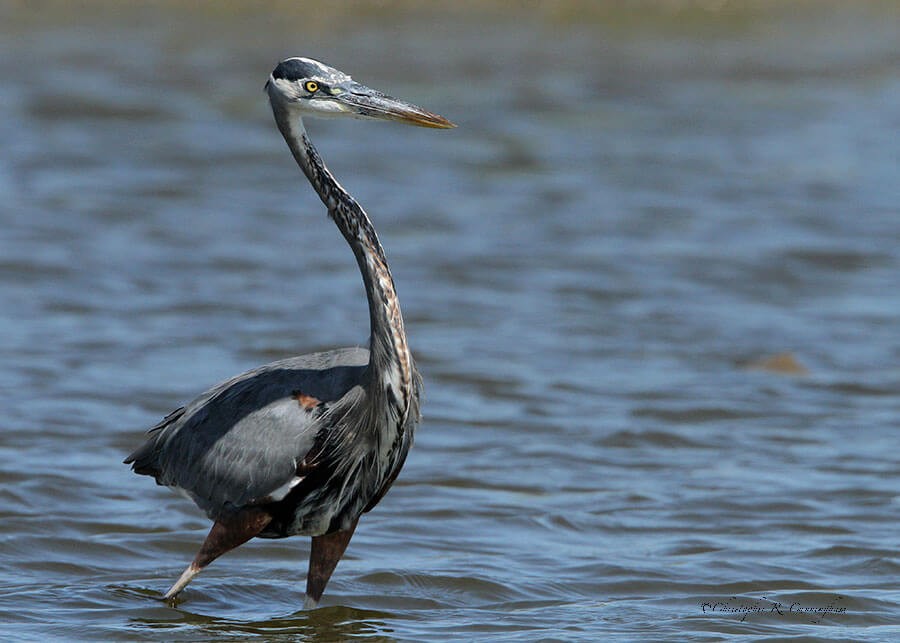Great-Blue-Heron-hunting-at-East-Beach-Galveston-Texas