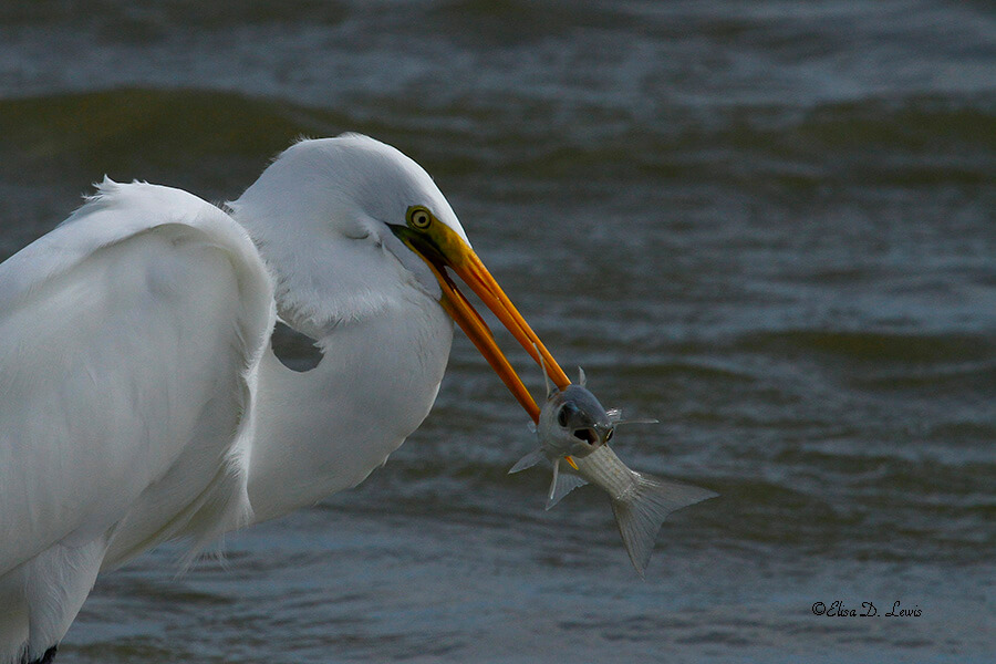Great Egret with fish at Corpus Christi, Texas