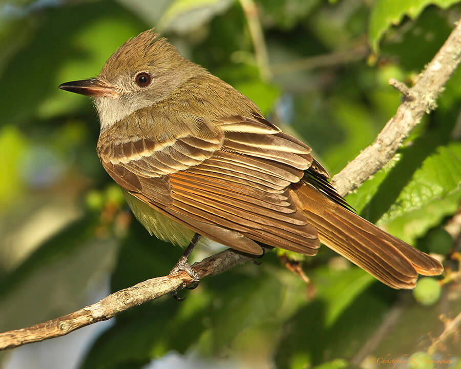 Great-crested-Flycatcher at Lafitte's Cove, Galveston Island, Texas.