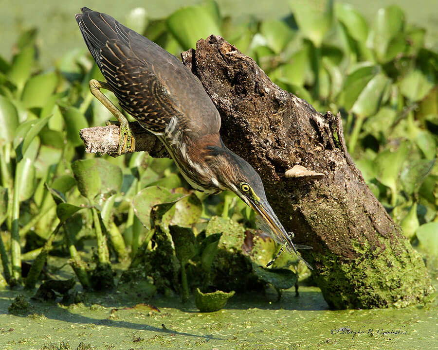 Green Heron with-dragonfly-at-Brazos-Bend-State-Park, Texas