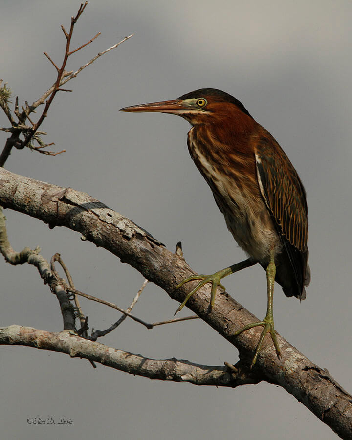 ￼Green Heron at Anahuac National Wildlife Refuge, Texas