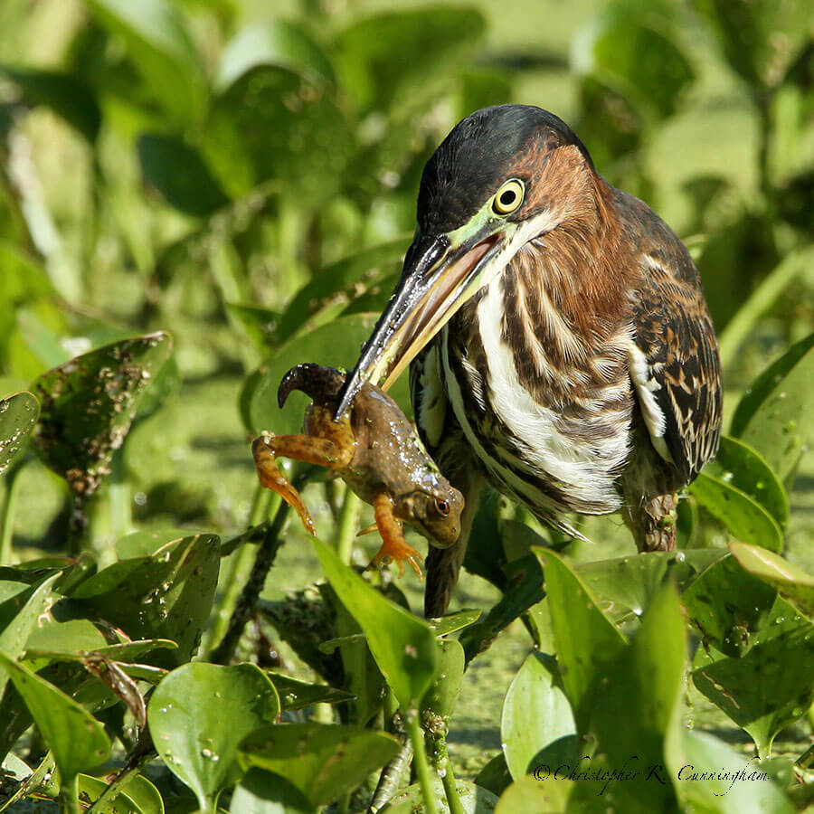 Green Heron with juvenile frog at Brazos Bend State Park, Texas