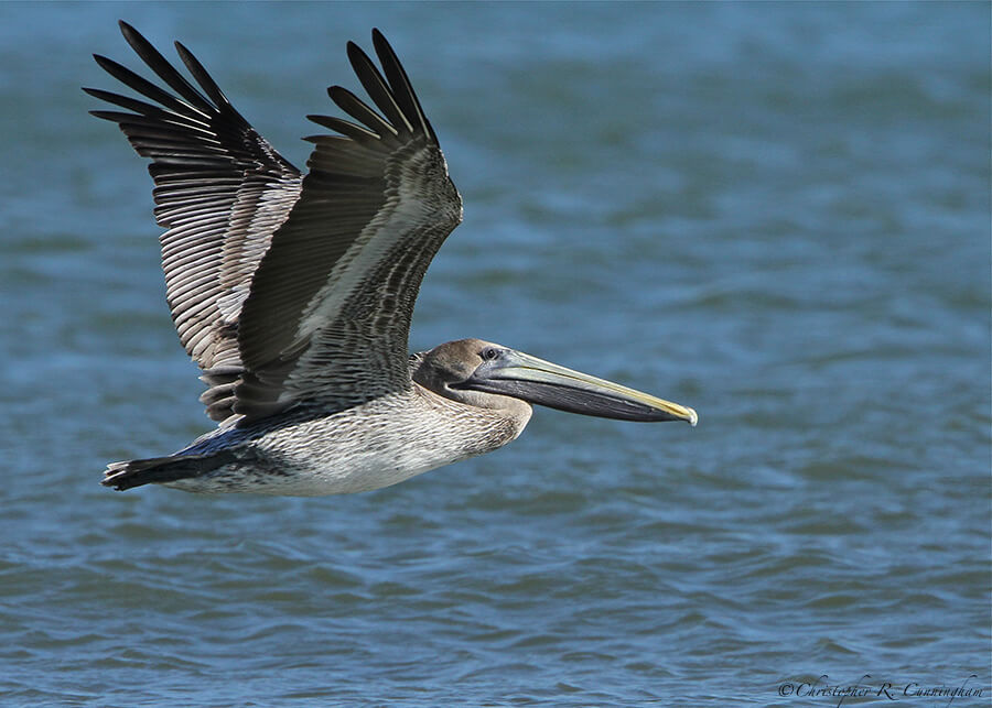 Juvenile Brown Pelican in flight over Galveston Bay
