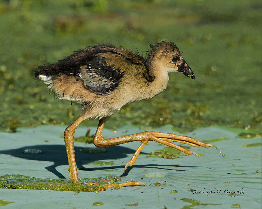 Juvenile Purple Gallinule at Brazos Bend State Park, Texas