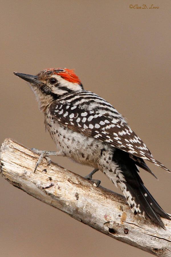 Male ￼Ladder-backed Woodpecker at Franklin Mtns. State Park, Texas