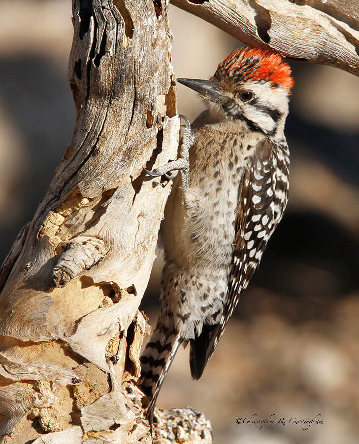 Ladder-backed Woodpecker at Franklin Mountains State Park, West Texas