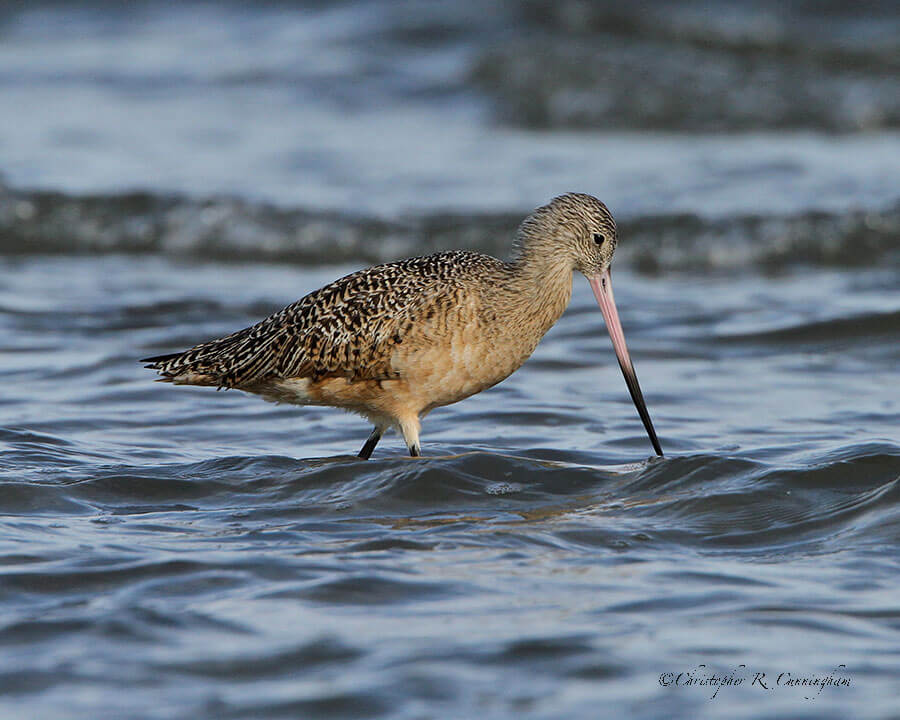 Marbled Godwit on Galveston Island, Texas