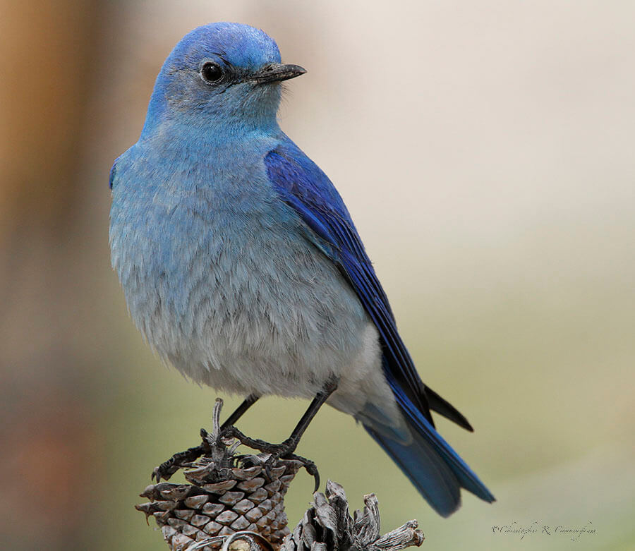 Male Mountain Bluebird at Yellowstone National Park, Wyoming.