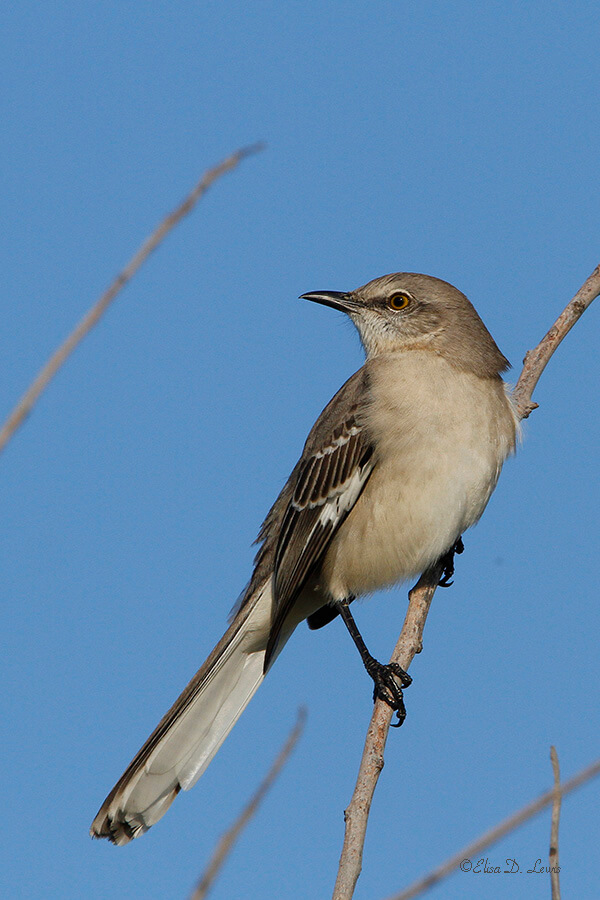 Northern Mockingbird at Anahuac National Wildlife Refuge