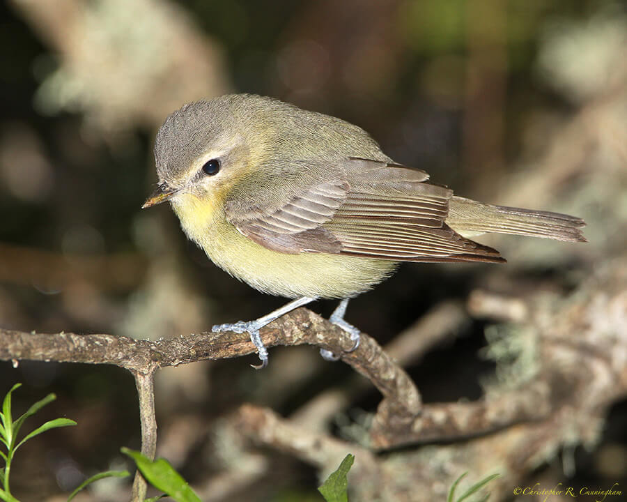 Philadelphia Vireo at Lafitte's Cove, Galveston Island, Texas.