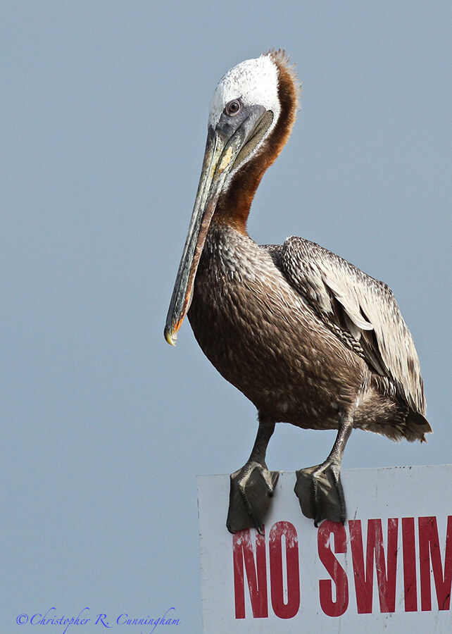 Brown Pelican in Postbreeding colors at East Beach, Galveston Island, Texas