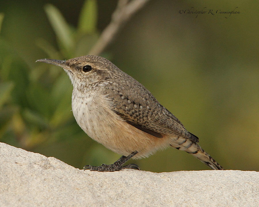 Rock Wren on Gaveston Island, Texas