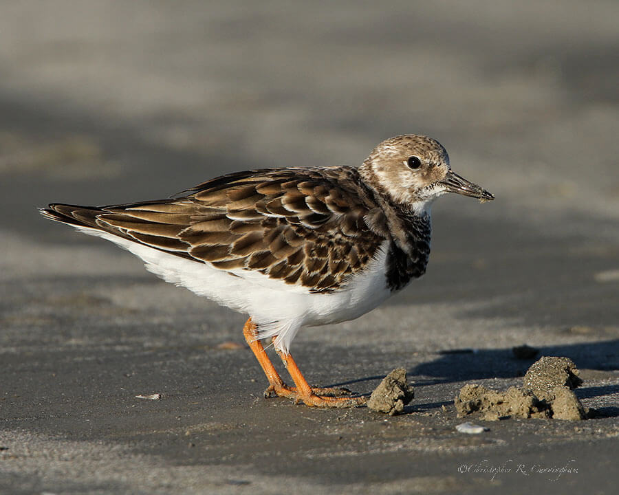 Ruddy Turnstone at East Beach, Galveston Island, Texas