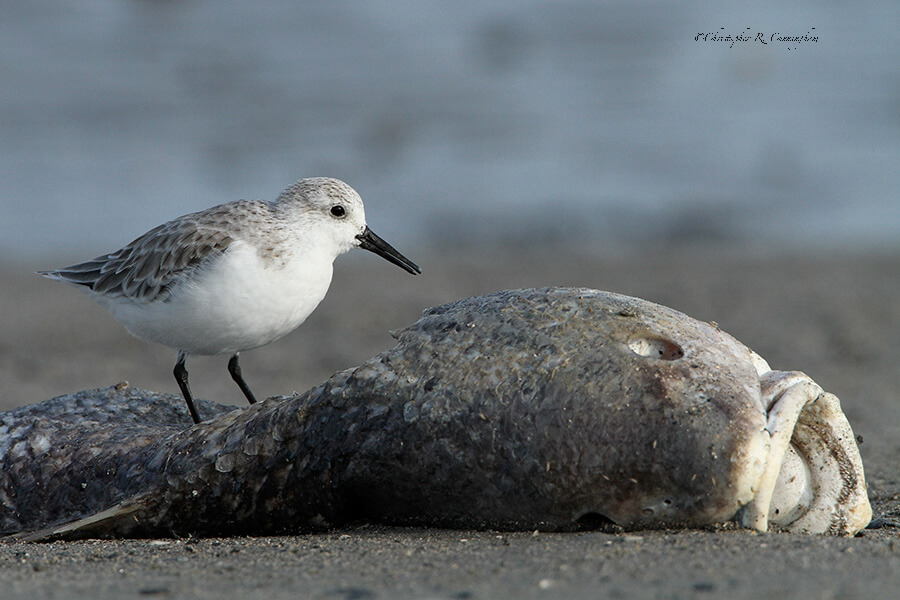 Sanderling on dead fish at East Beach, Galveston, Texas