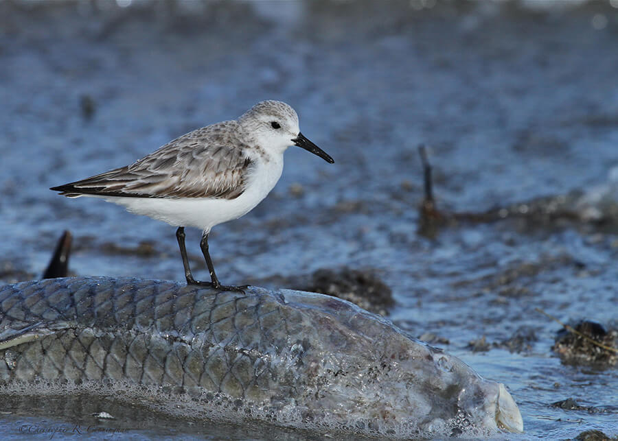 Sanderling in winter plumage on dead fish at East Beach, Galveston Island, Texas