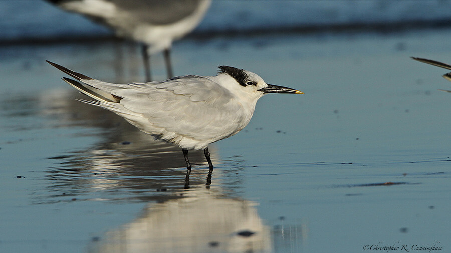 Sandwich Tern at East Beach, Galveston Island, Texas