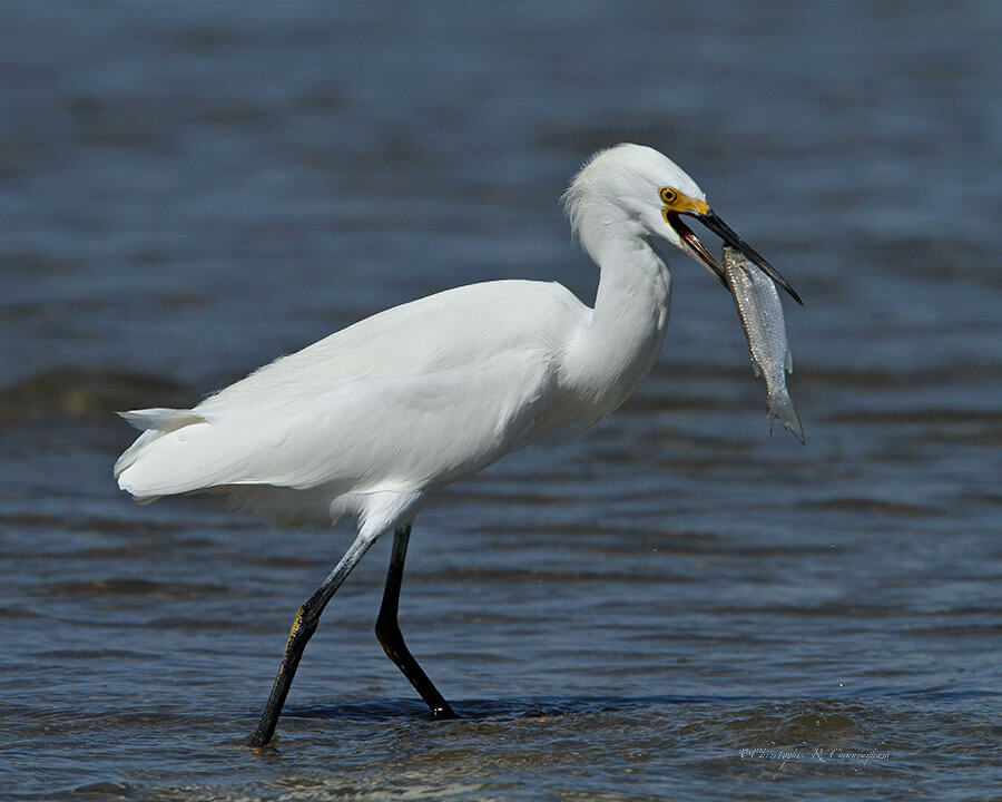 Snowy-Egret with Mullet at Galveston Island, Texas