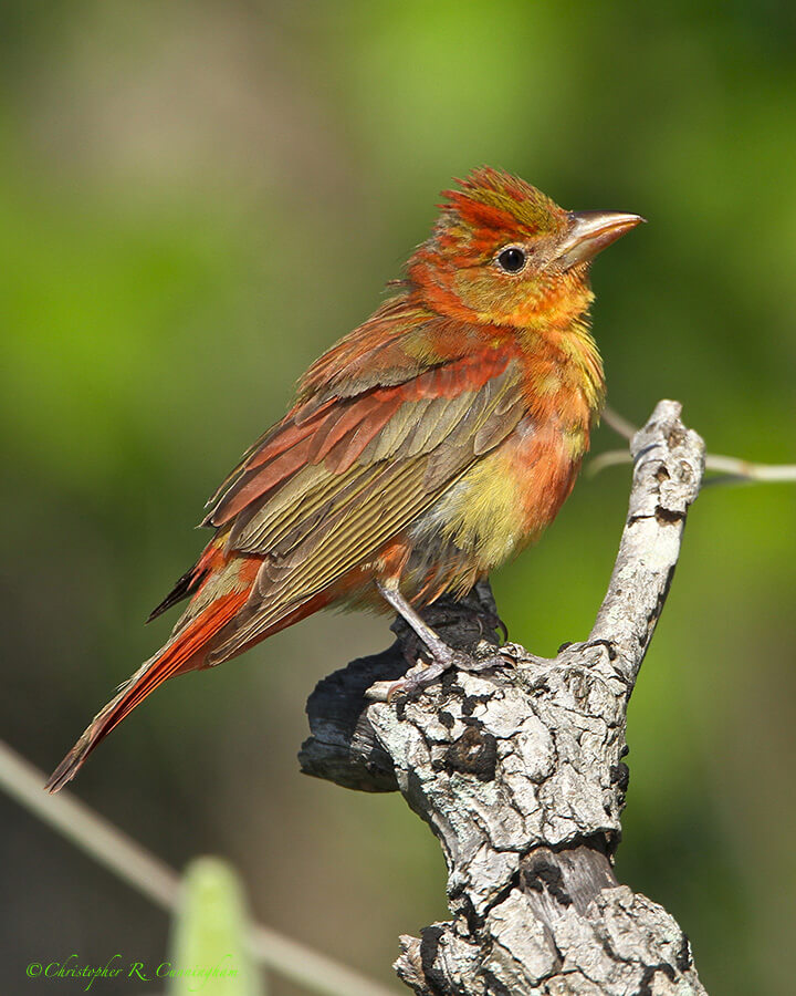 Summer Tanager at Lafitte's Cove, Galveston Island, Texas