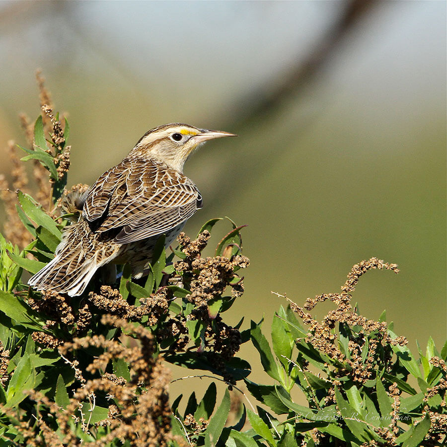 Western-Meadowlark-at-Galveston Island State Park, Texas