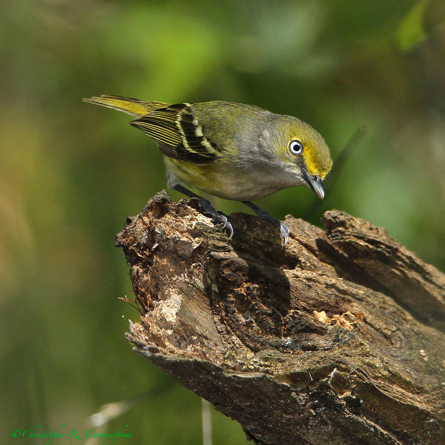 White-eyed Vireo at Lafitte's Cove, Galveston Island, Texas