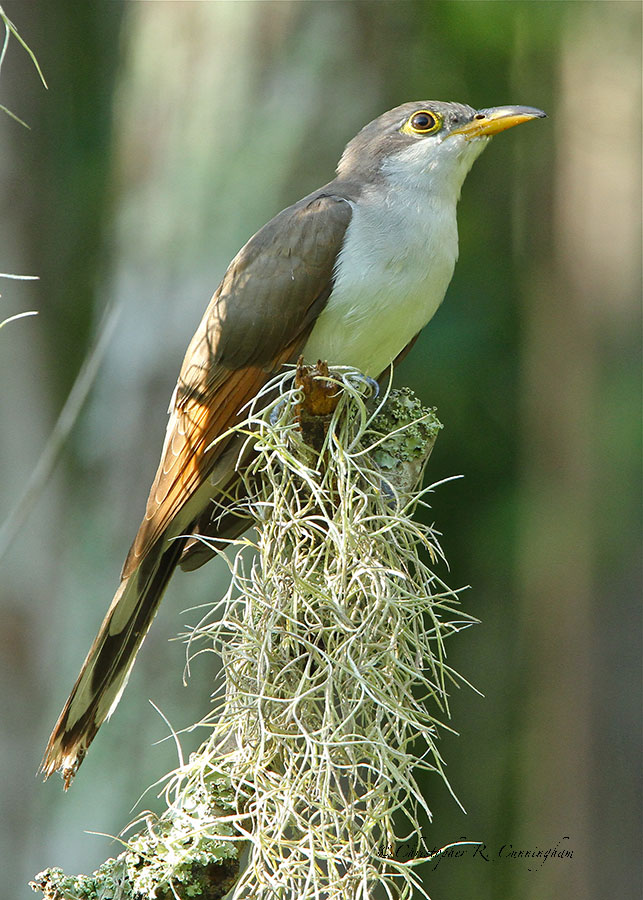 Yellow-billed Cuckoo at Pilant Slough, Brazos Bend State Park, Texs