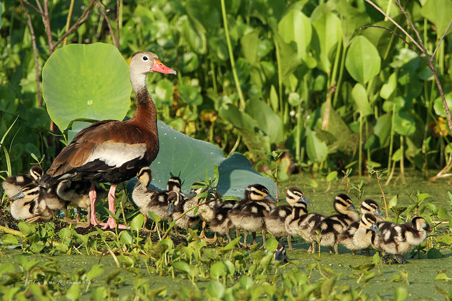 Black-bellied Whistling-Duck mother with ducklings at Brazos Bend State Park, Texas