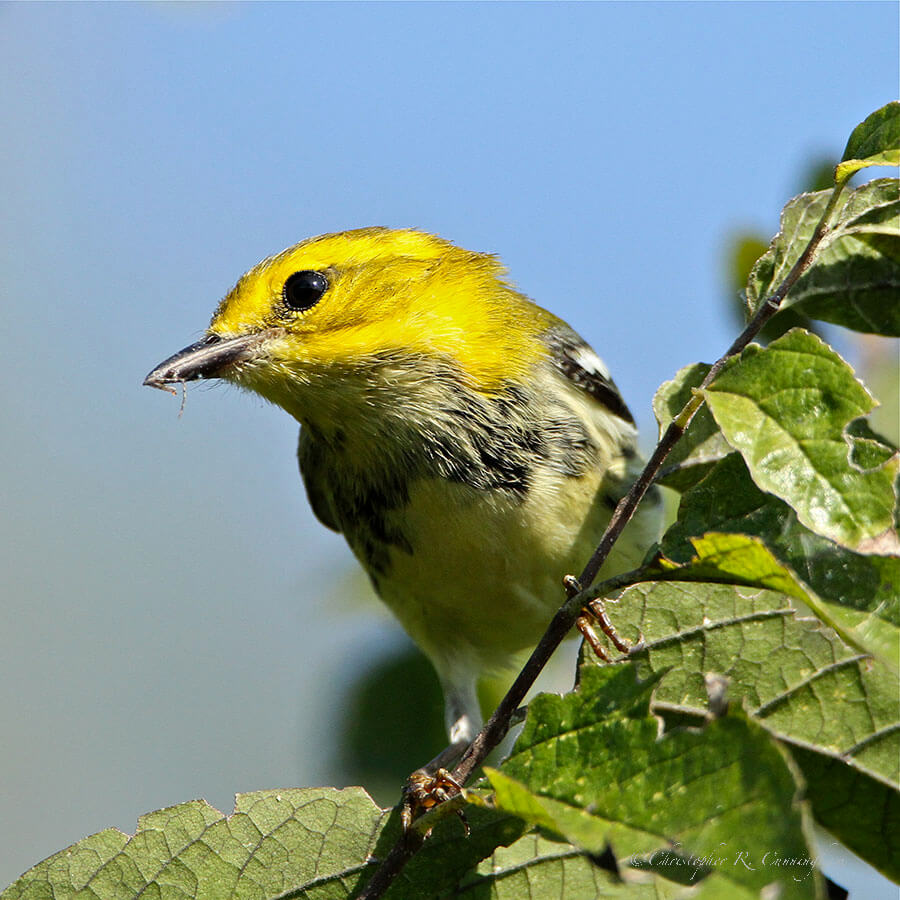 Black-throated Green Warbler portrait at Anahuac National Wildlife Refuge, Texas