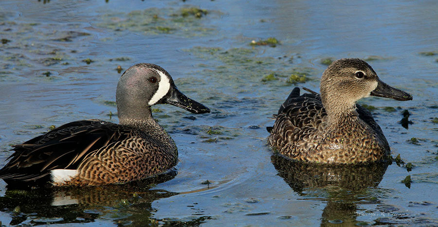 Mated pair of Bue-winged Teal at Brazos Bend State Park, Texas