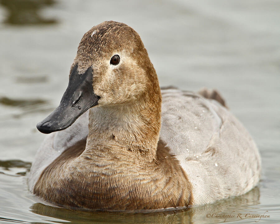 Female Canvasback at Rockport, Texas