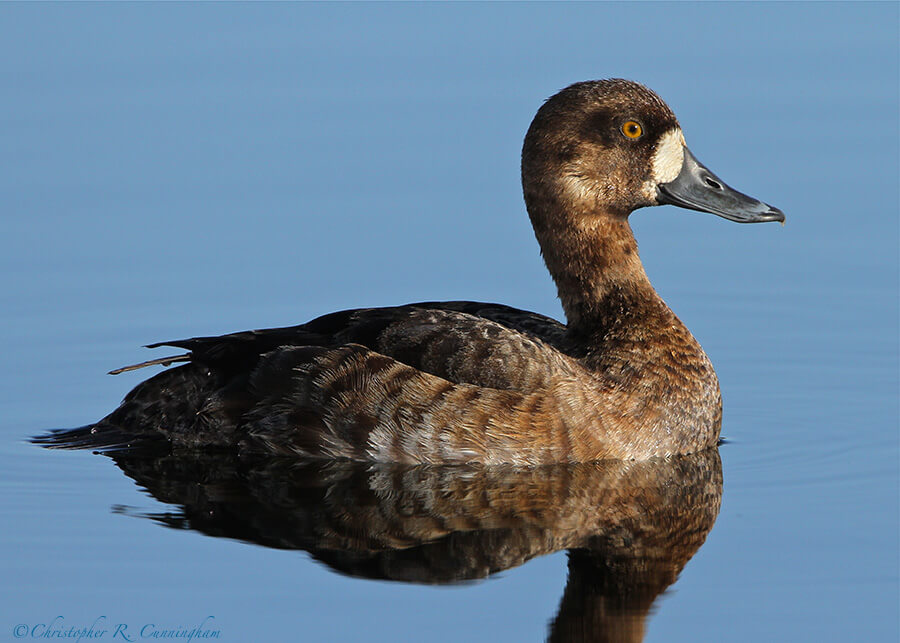 Female Greater(?) Scaup at Brazos Bend State Park, TExas.