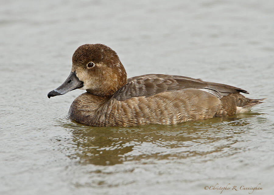 Female Redhead at Rockport, Texas