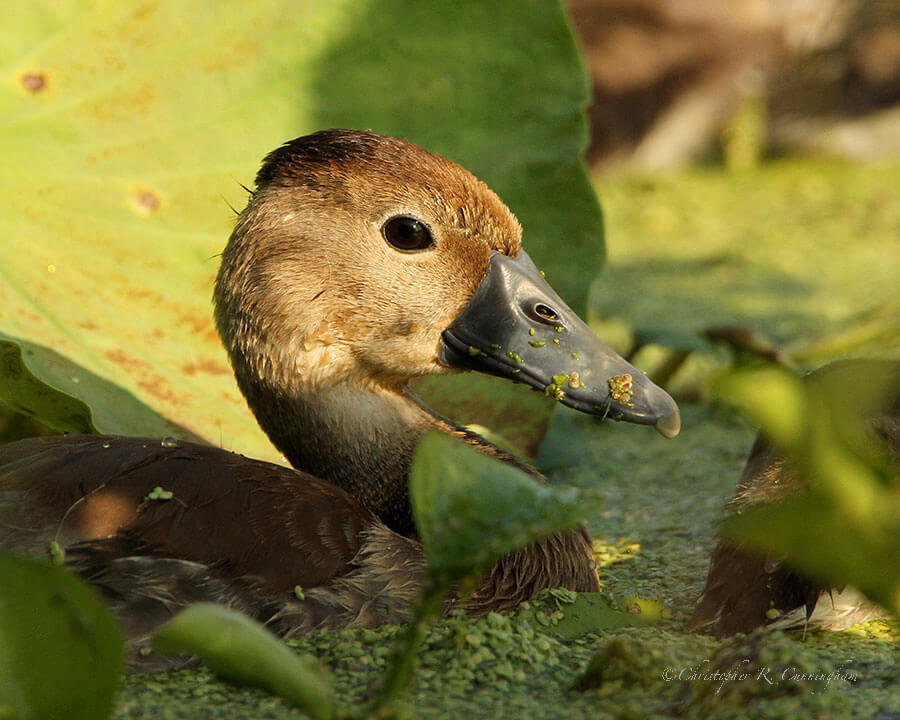 Juvenile Black-bellied Whistling-Duck at Brazos Bend State Park, Texas