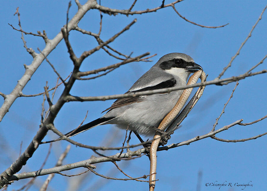 Loggerhead Shrike with snake at Brazos Bend State Park, Texas.