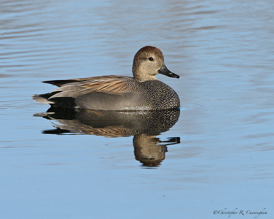 Male Gadwall at Elm Lake, Brazos Bend State Park, Texas