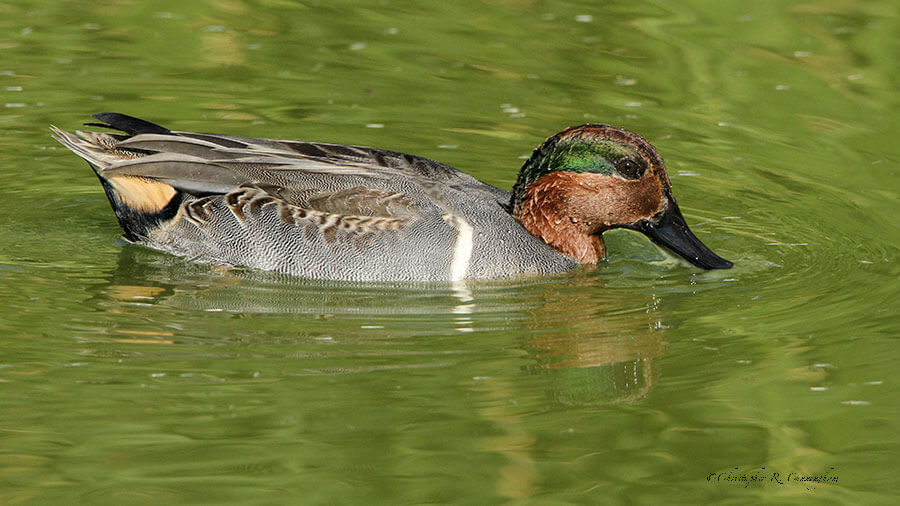 Male Green-winged Teal at Leonabelle Turnbull Birding Center, Port Aransas, Texas.