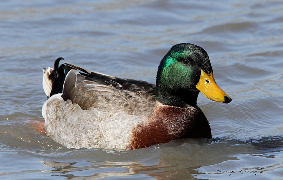 Male Mallard photographed in north Houston.