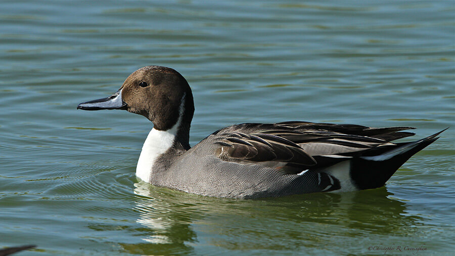 Male Northern Pintail at the Leonabelle Turnbull Birding Center, Port Aransas, Texas