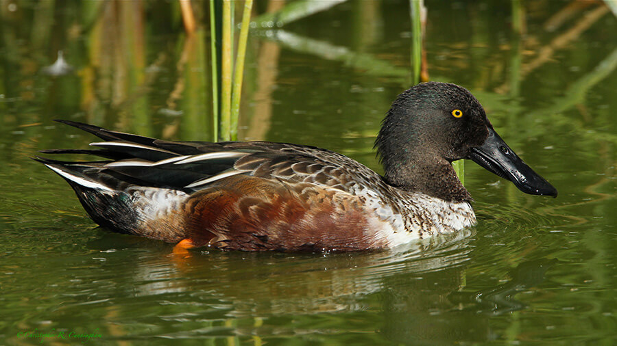 Male Northern Shoveler at the Leonabelle Turnbull Birding Center, Port Aransas, Texas