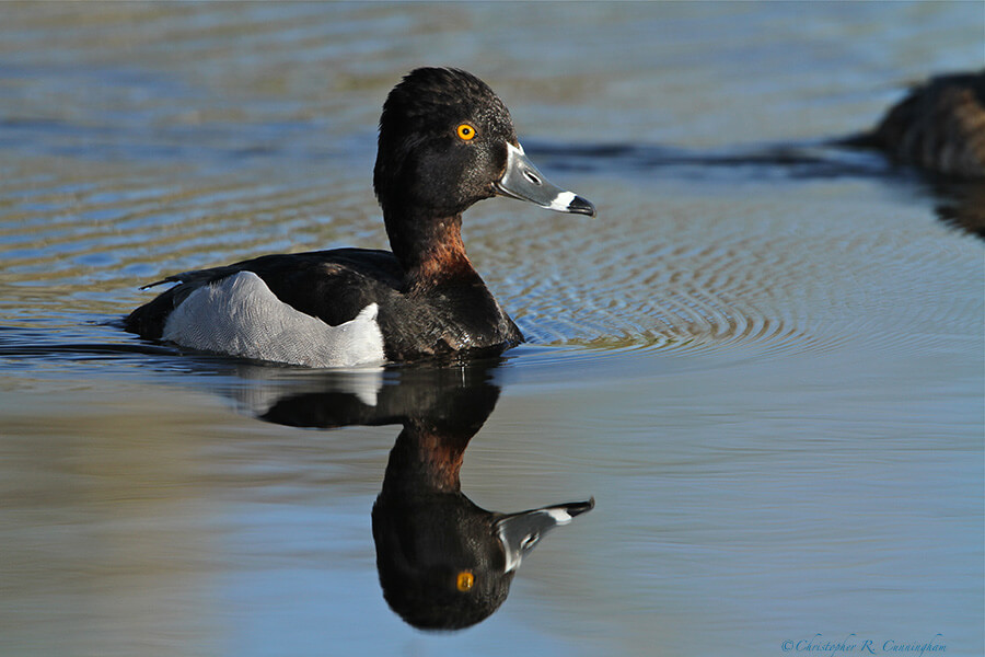 Male Ring-necked Duck at Brazos Bend State Park.