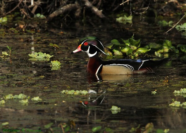 Male Wood Duck at Brazos Bend State Park, Texas