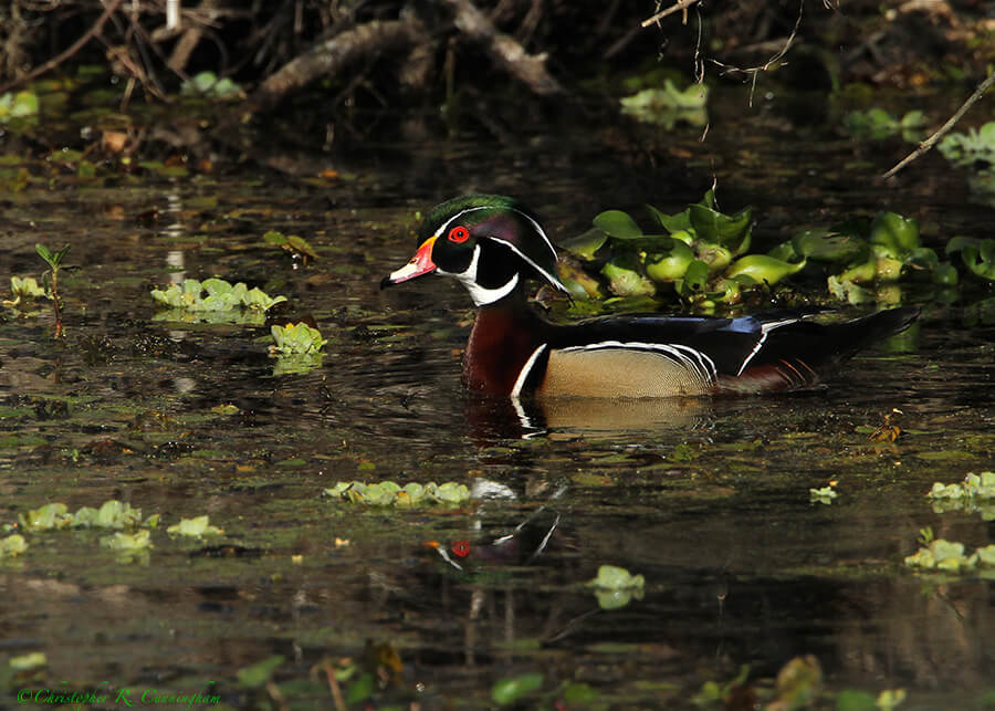 Male Wood Duck at Brazos Bend State Park, TExas