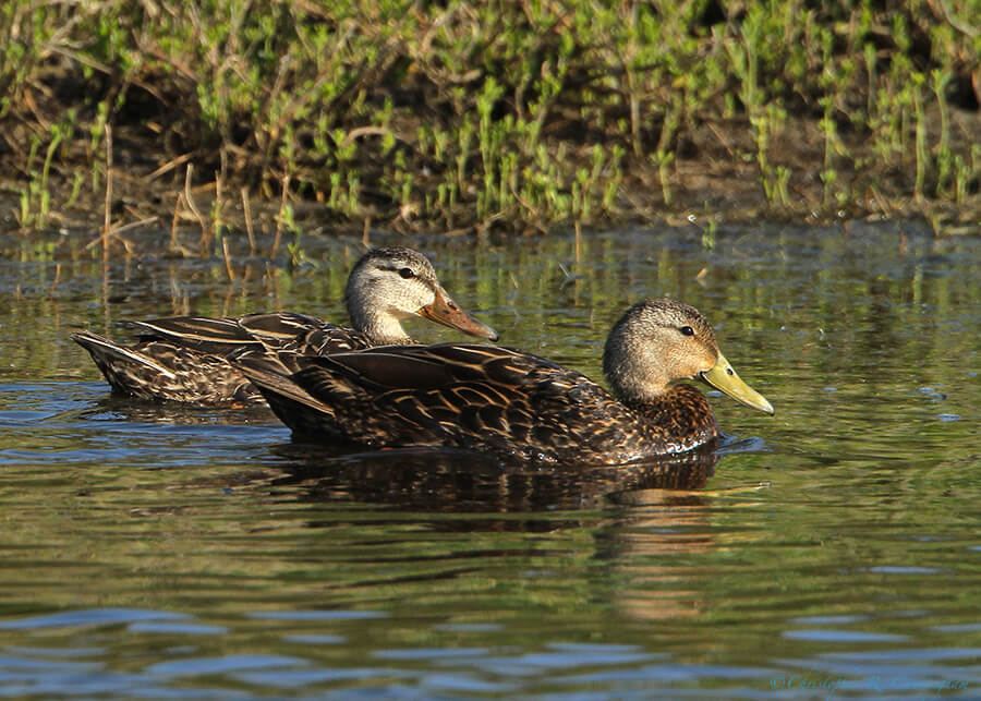 Mated Pair of Mottled Ducks at Lafitte's Cove, Galveston Island, Texas