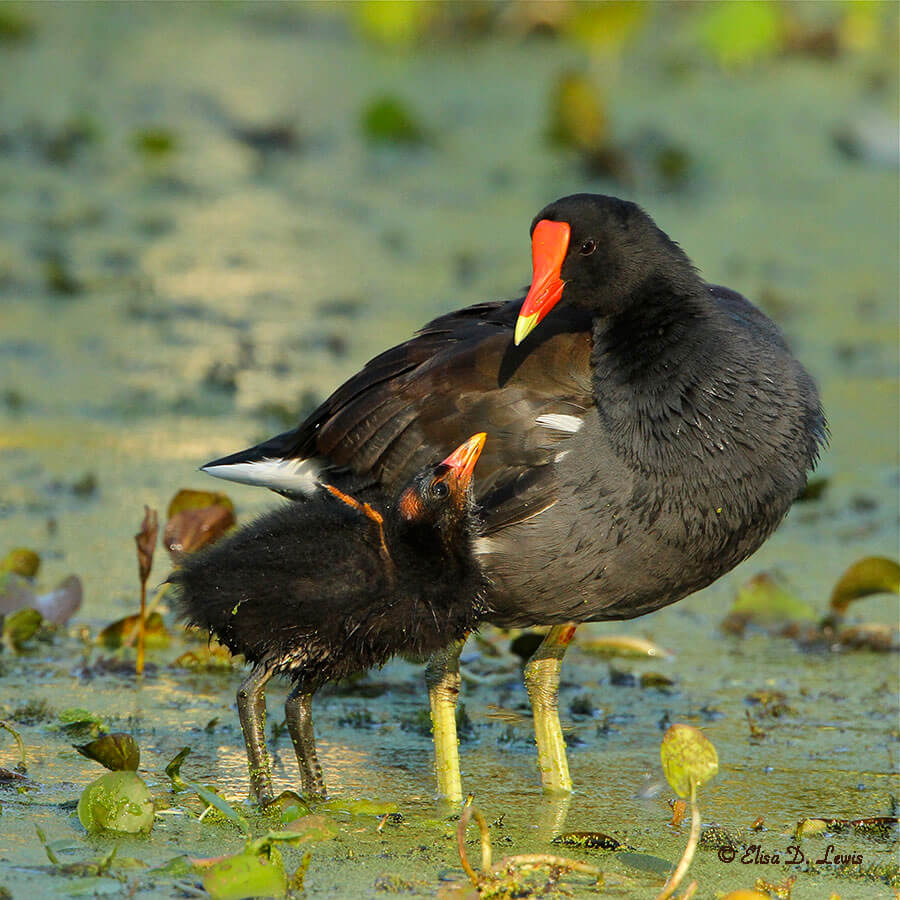 Common Moorhen with chick exhibiting begging behavior. 