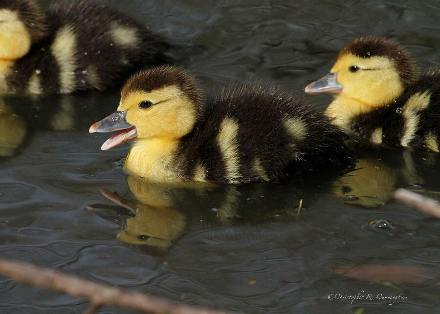 Muscovy Ducklings at Hermann Park, Houston, Texas