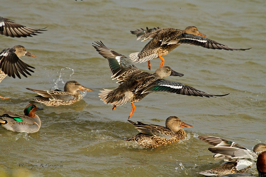 Northern Shovelers in flight at the Hans and Pat Suter Wildlife Refuge City Park, Corpus Christi, Texas